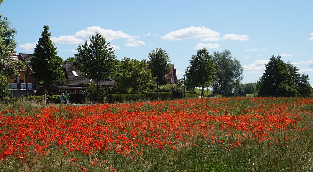 Hinter der Mohnwiese