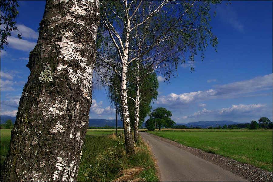 Hinter der weißen Birke