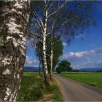 Hinter der weißen Birke