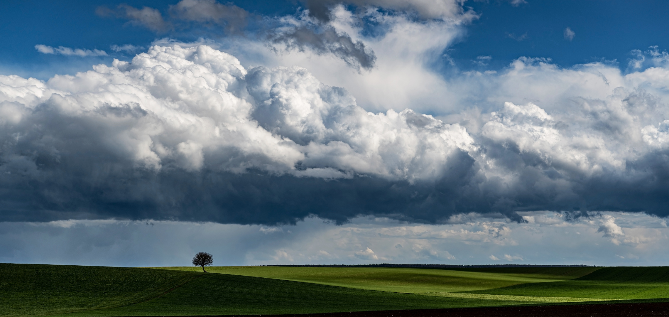 Hinter der Welt wird ein Baum stehen ...