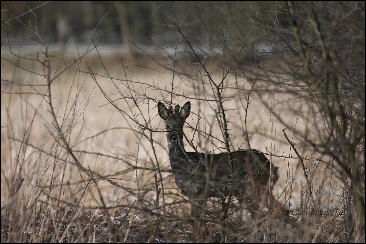 Hinter Dornen