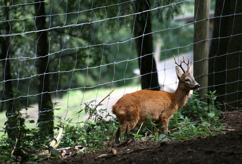 hinter Gittern