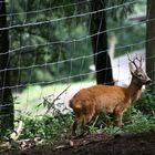 hinter Gittern