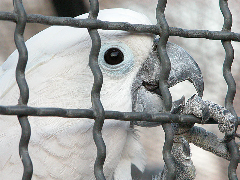 Hinter Gittern