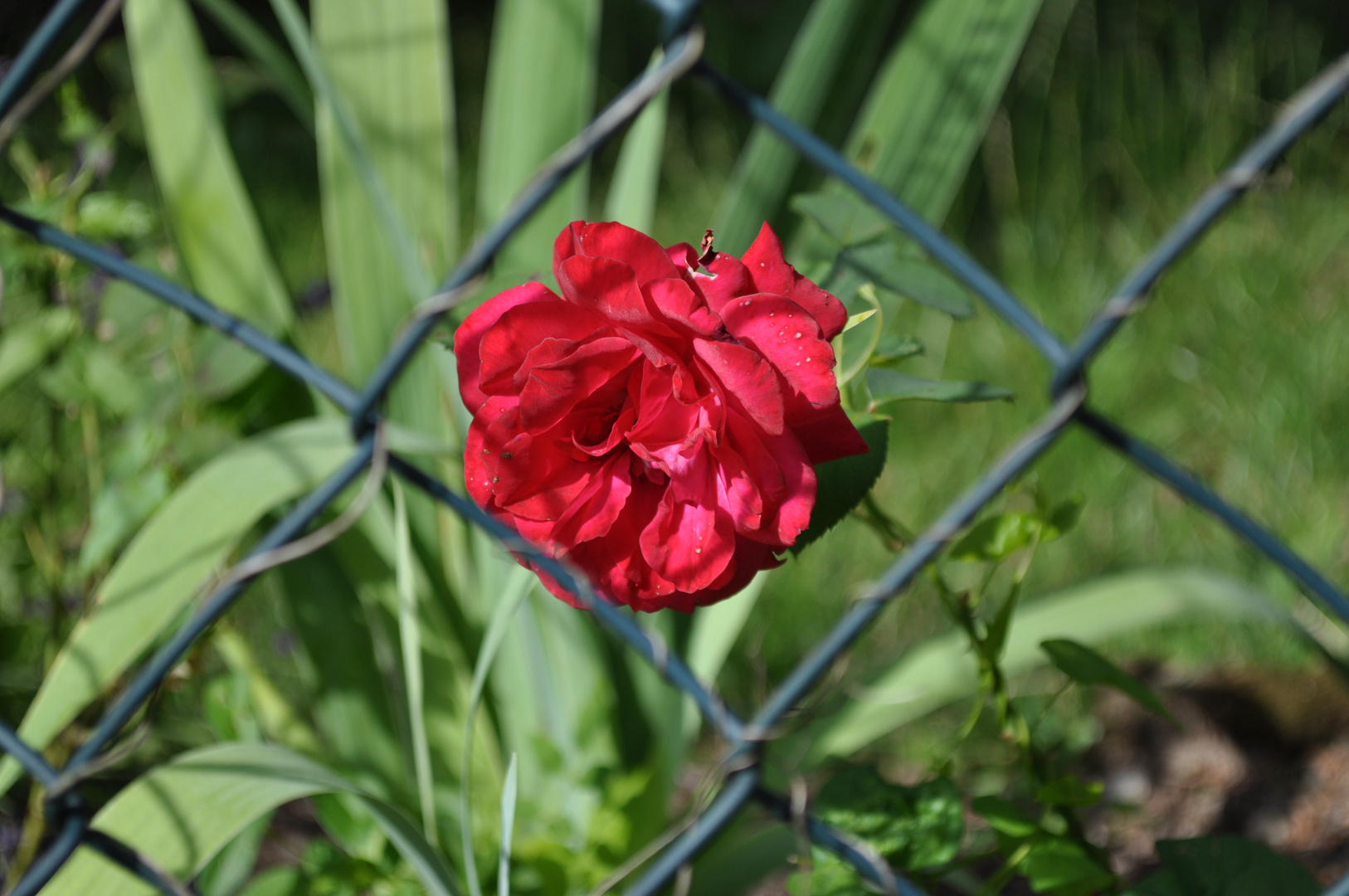 hinter gittern