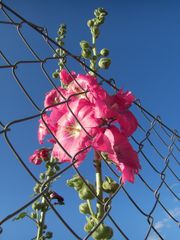 Hinter Gittern