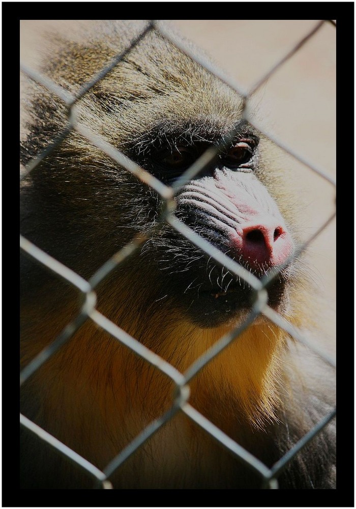 Hinter Gittern