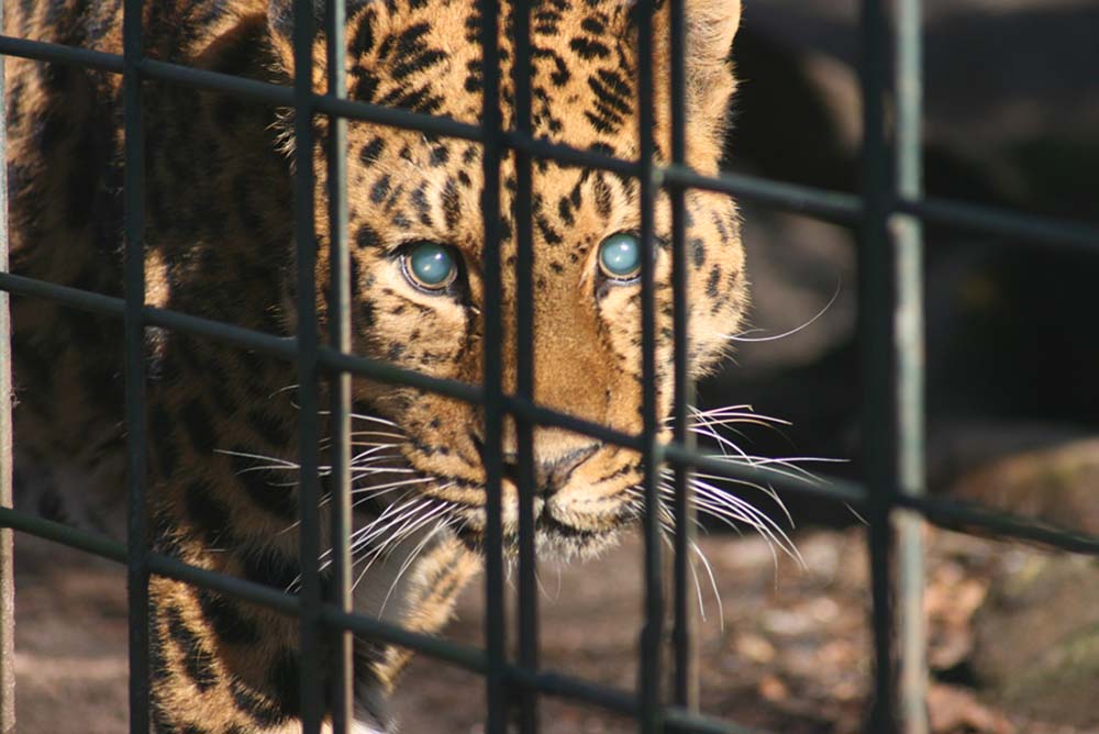 Hinter Gittern