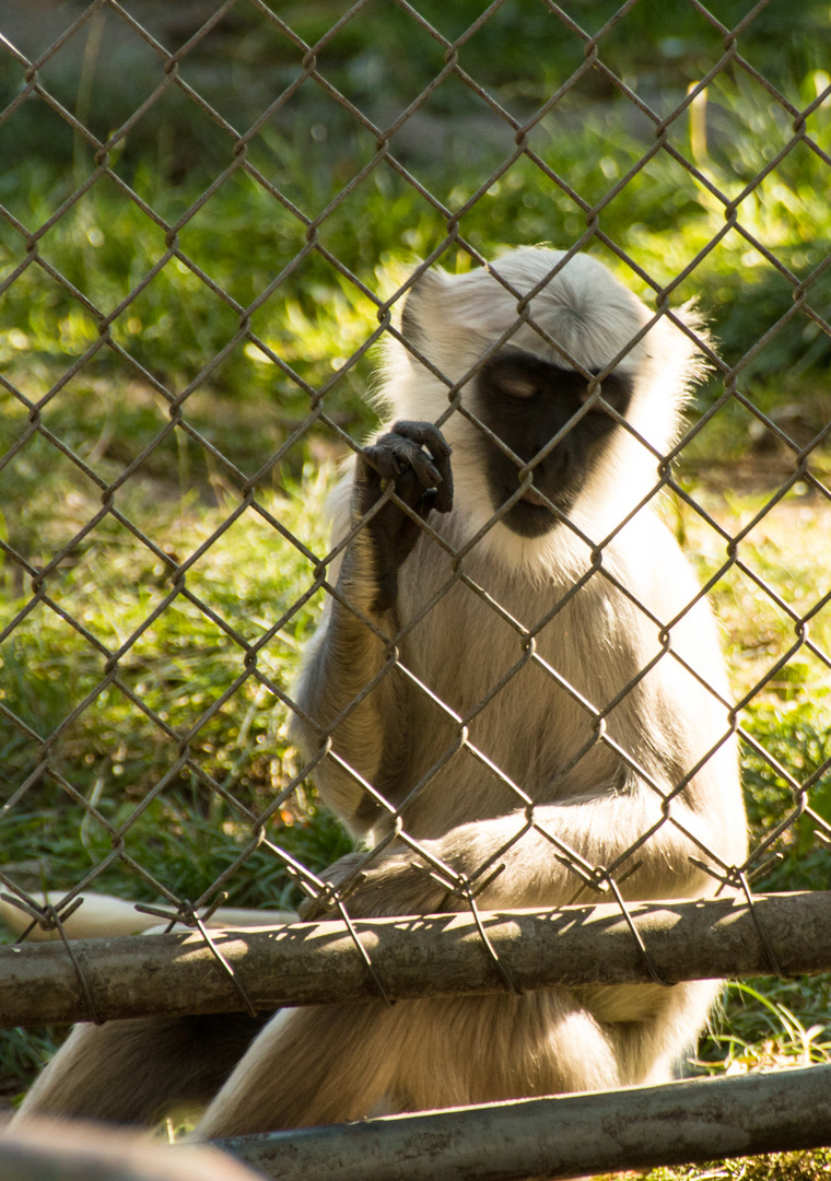 Hinter Gittern