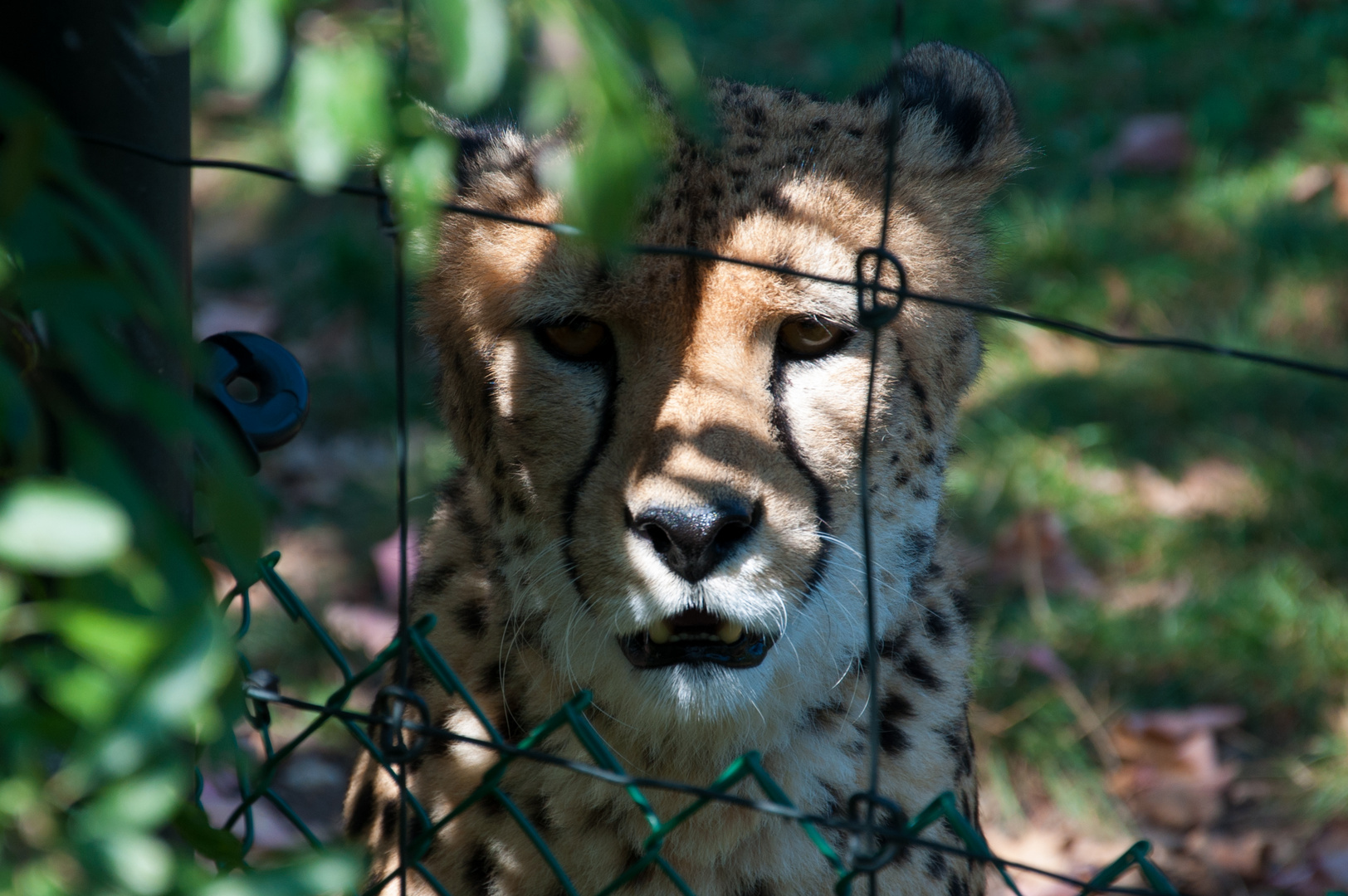 Hinter Gittern