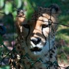 Hinter Gittern