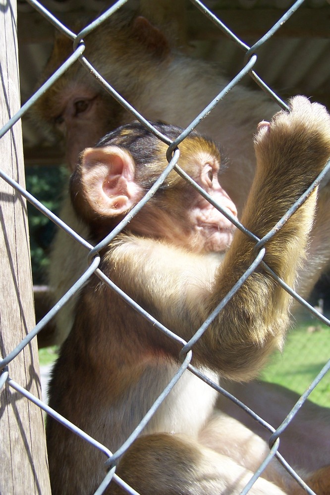 Hinter Gittern