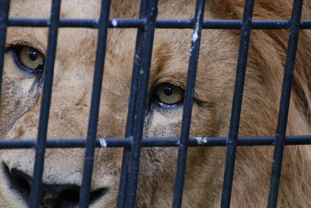 Hinter Gittern