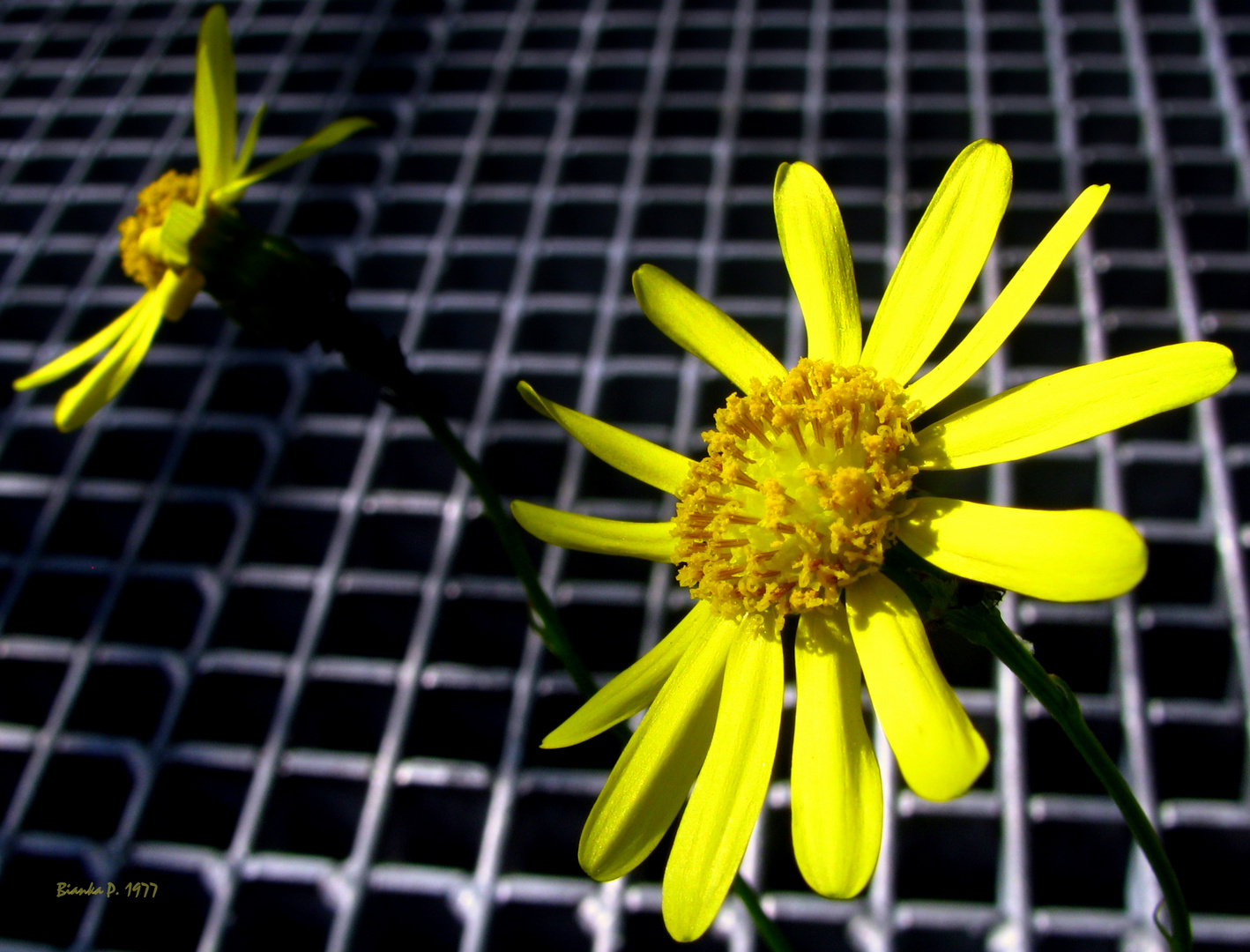 hinter gittern