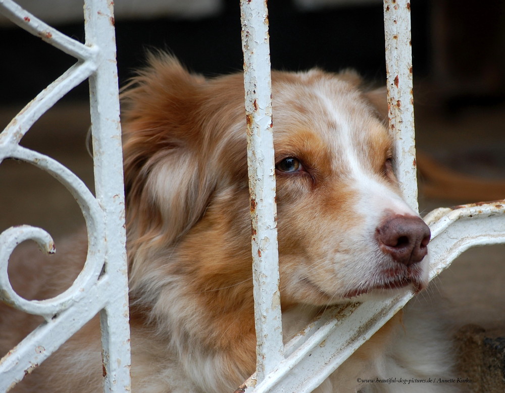 Hinter Gittern