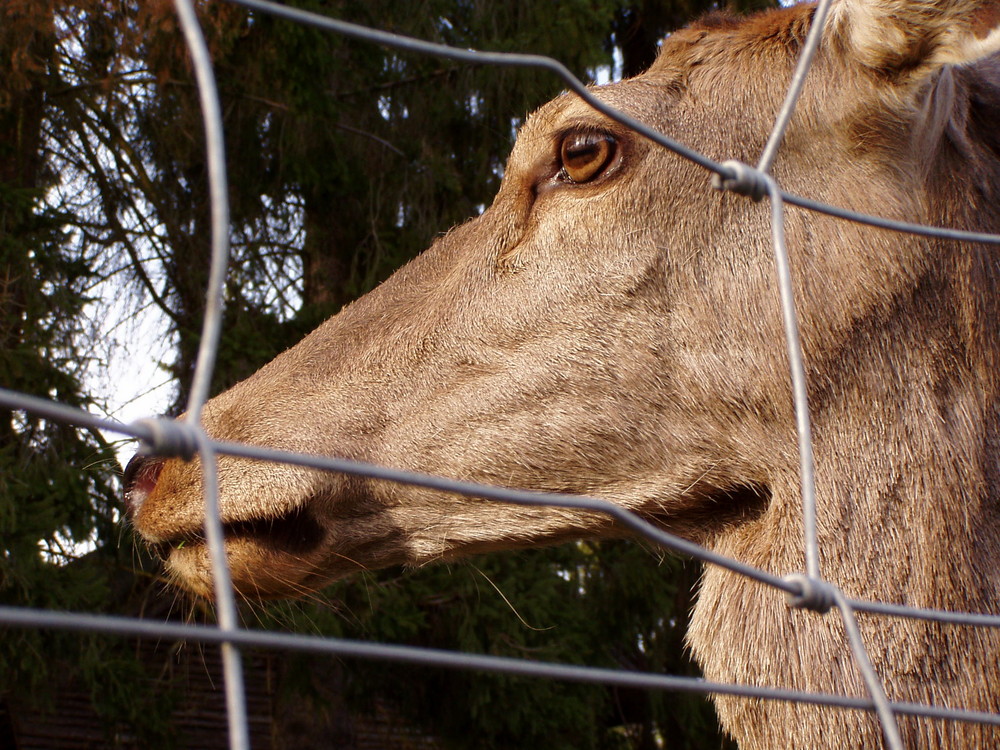 Hinter Gittern