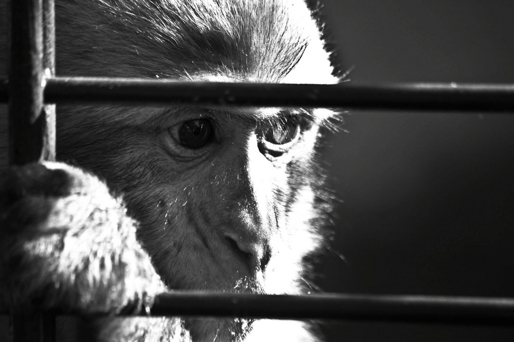 Hinter Gittern