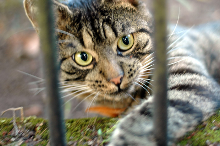 Hinter Gittern