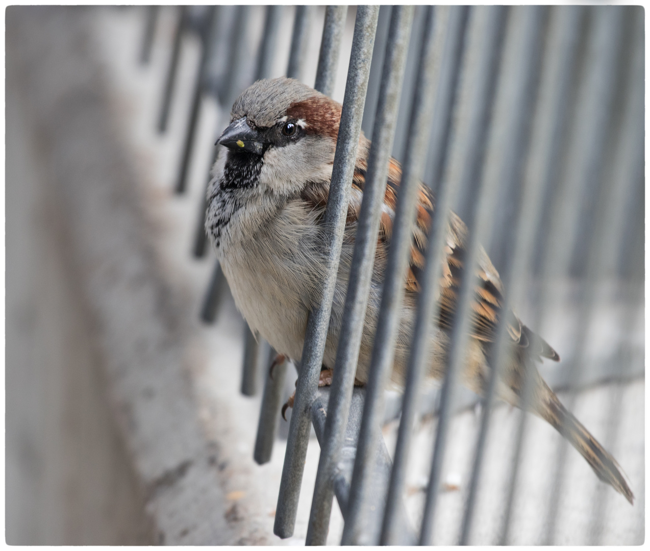 Hinter Gittern