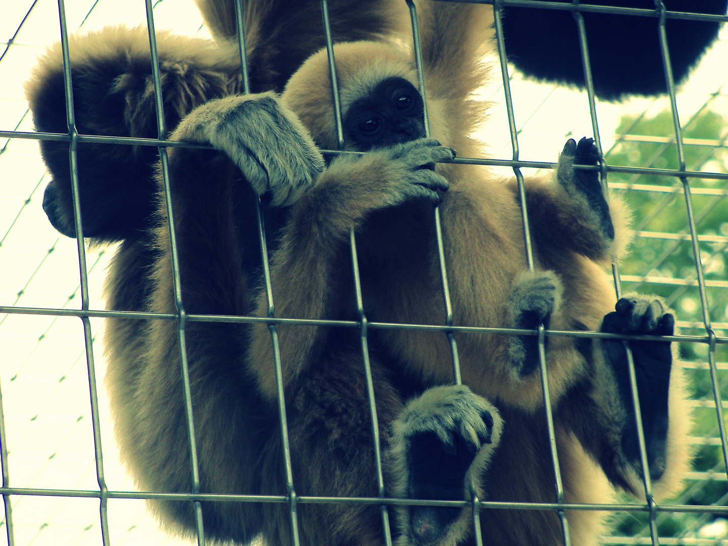 Hinter Gittern