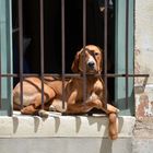 Hinter Gittern