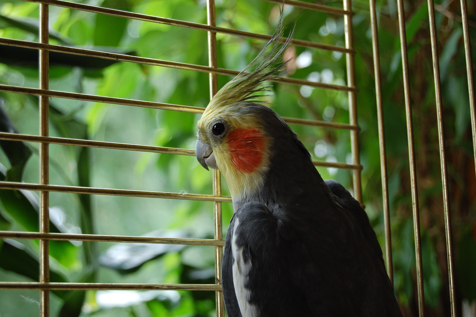 Hinter Gittern