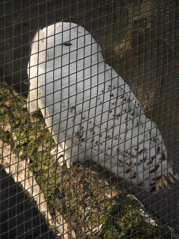 Hinter Gittern 2