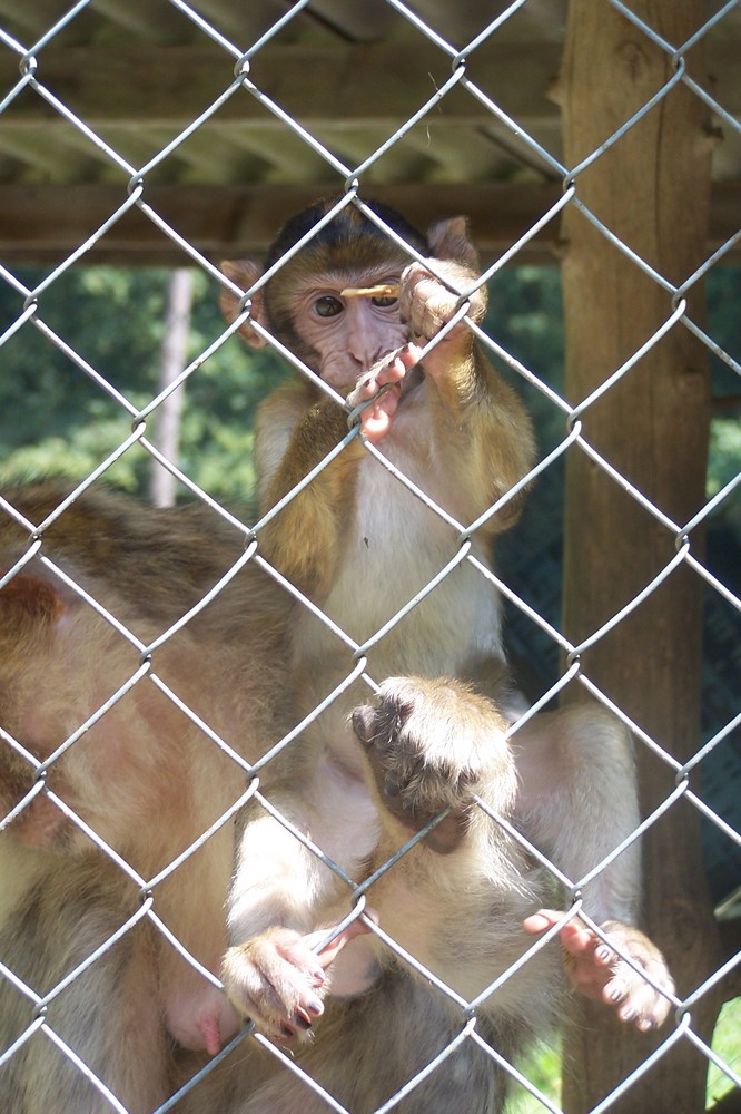 Hinter Gittern -2-