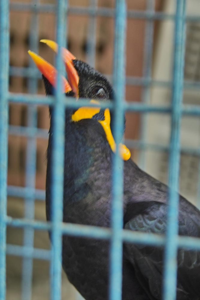 Hinter Gittern von Jan Seidelbaum