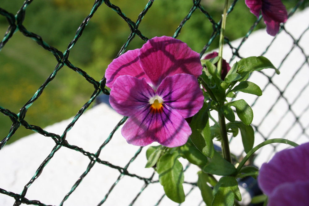 Hinter Gittern?