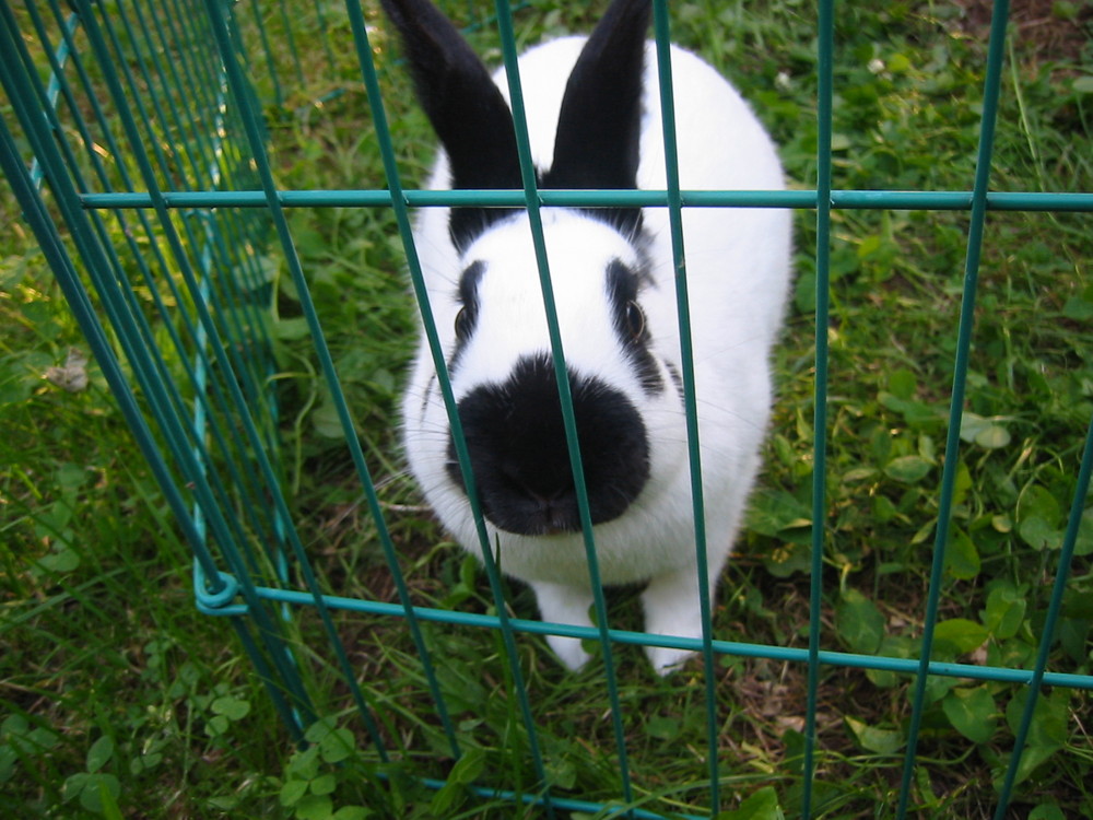 Hinter Gittern!