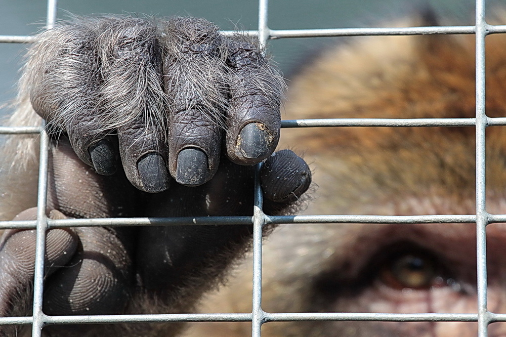 Hinter Gittern