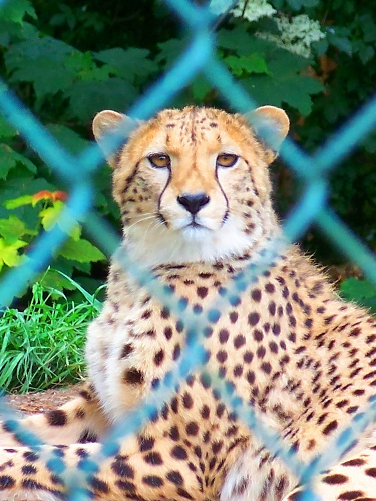 HInter Gittern