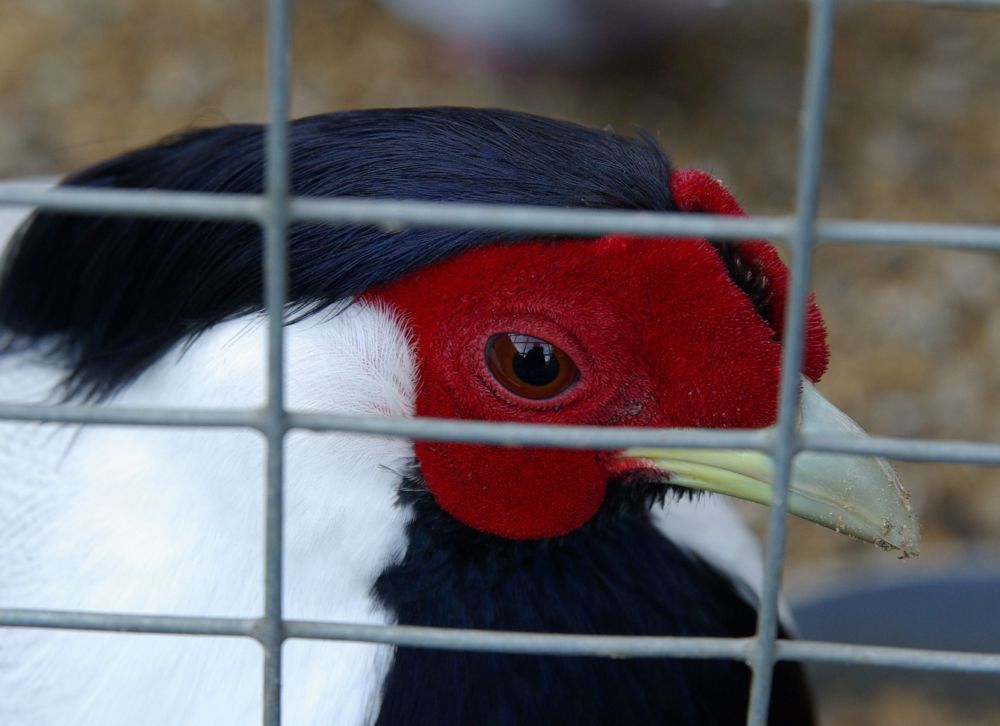 hinter gittern