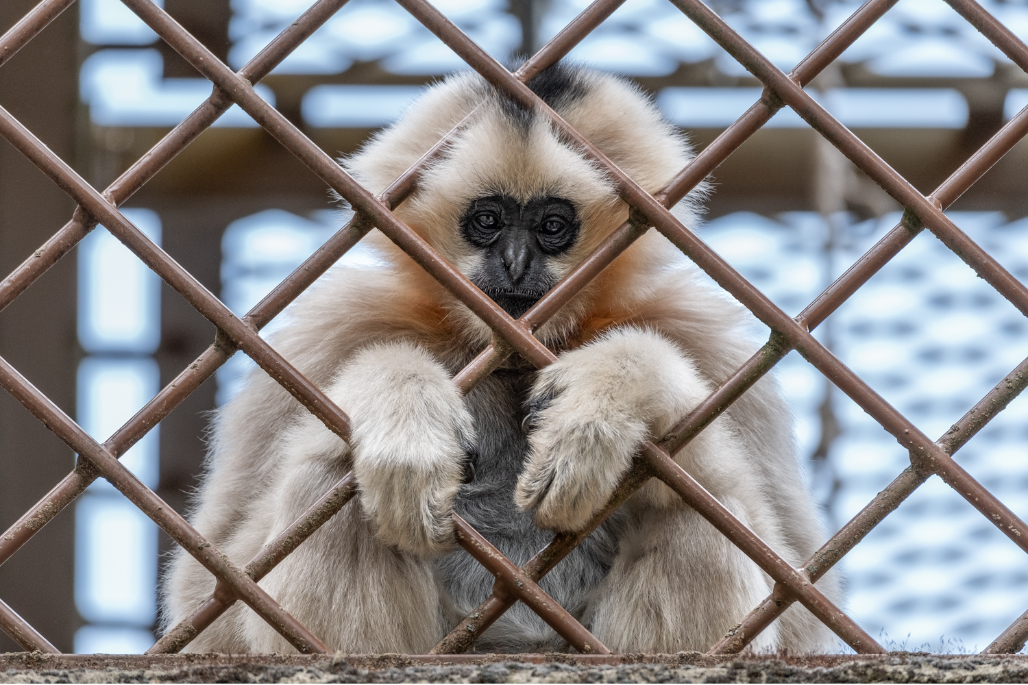 Hinter Gittern