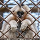 Hinter Gittern