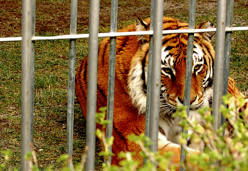 Hinter Gittern