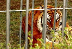 Hinter Gittern