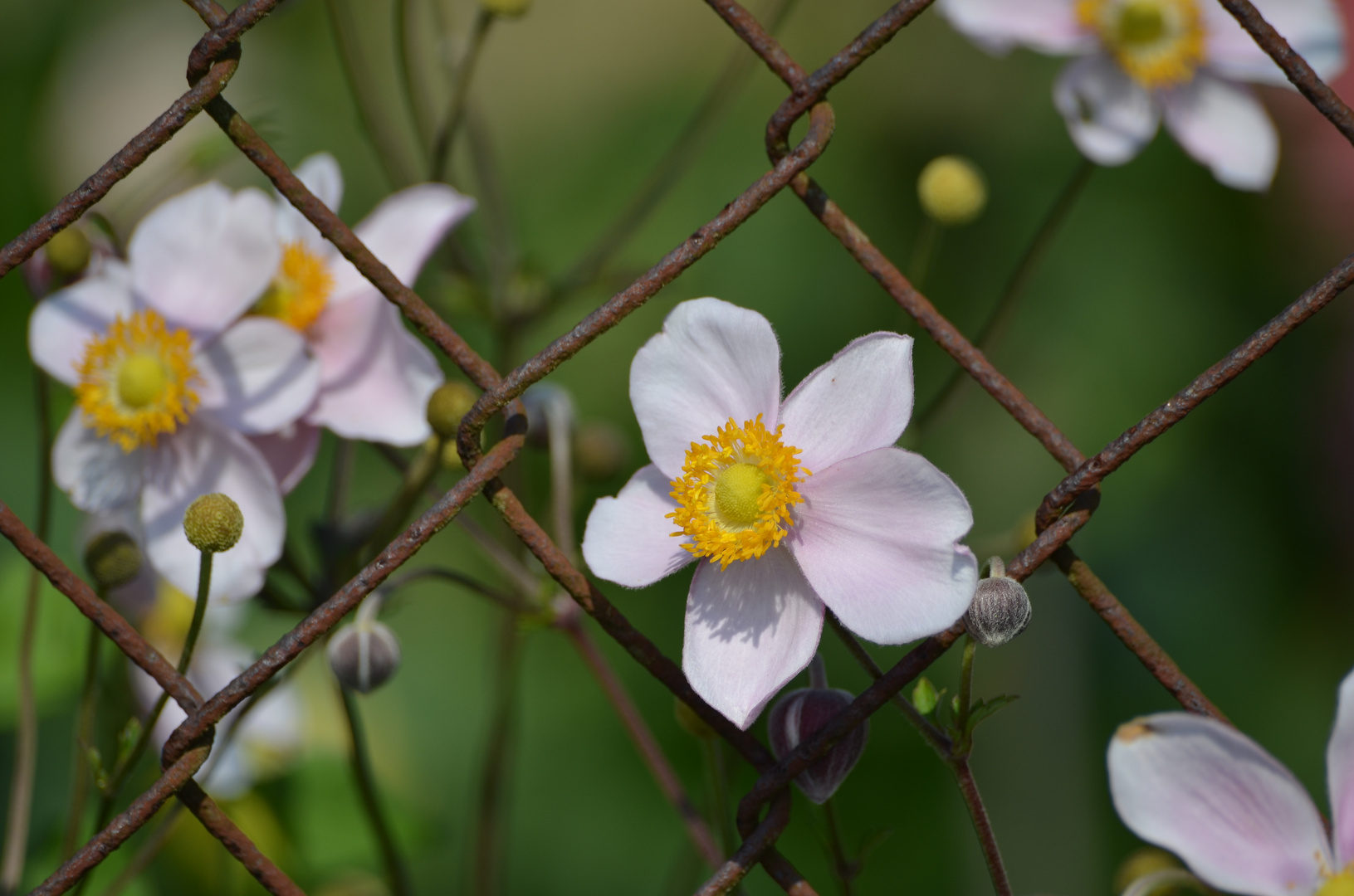 Hinter Gittern