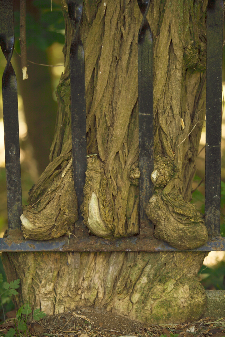 Hinter Gittern