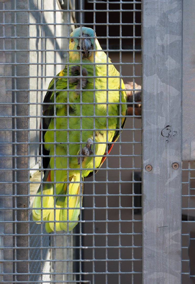 hinter gittern