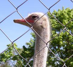 Hinter Gittern