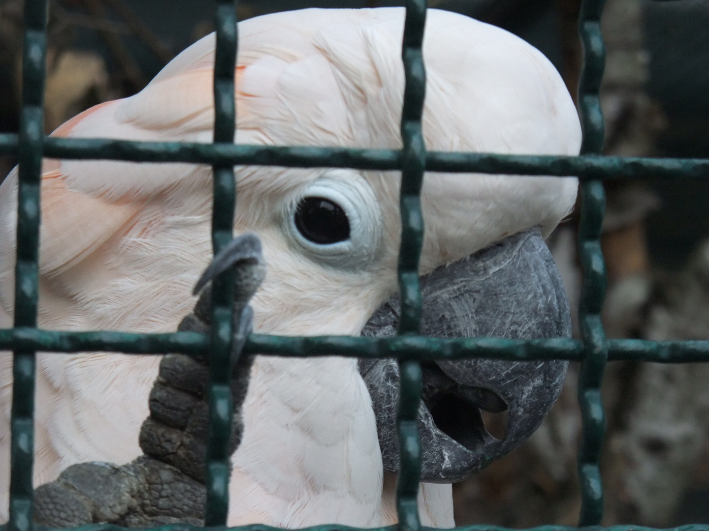 Hinter Gittern