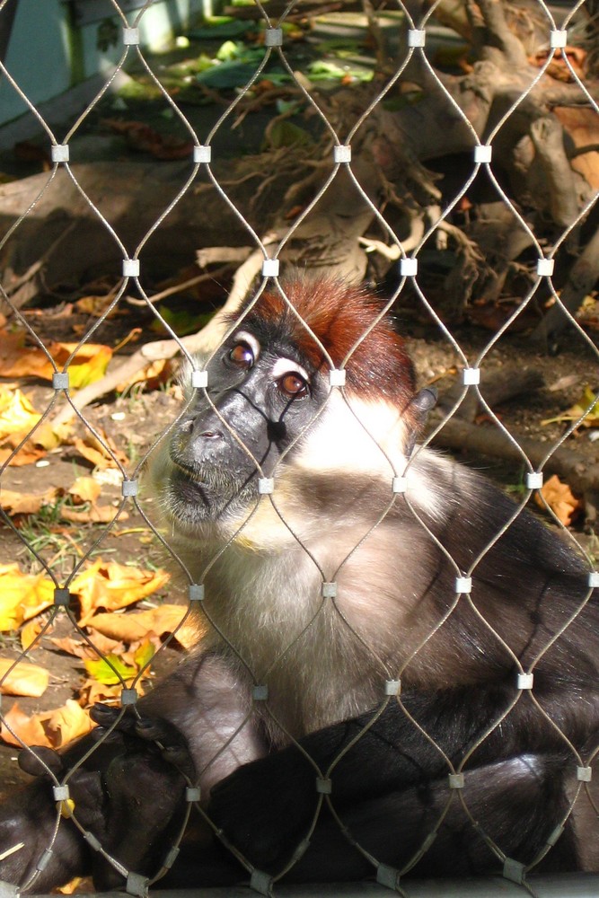 Hinter Gittern