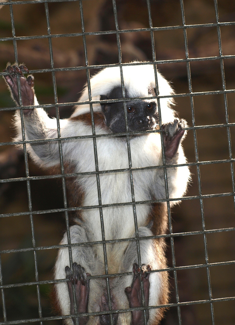 hinter Gittern