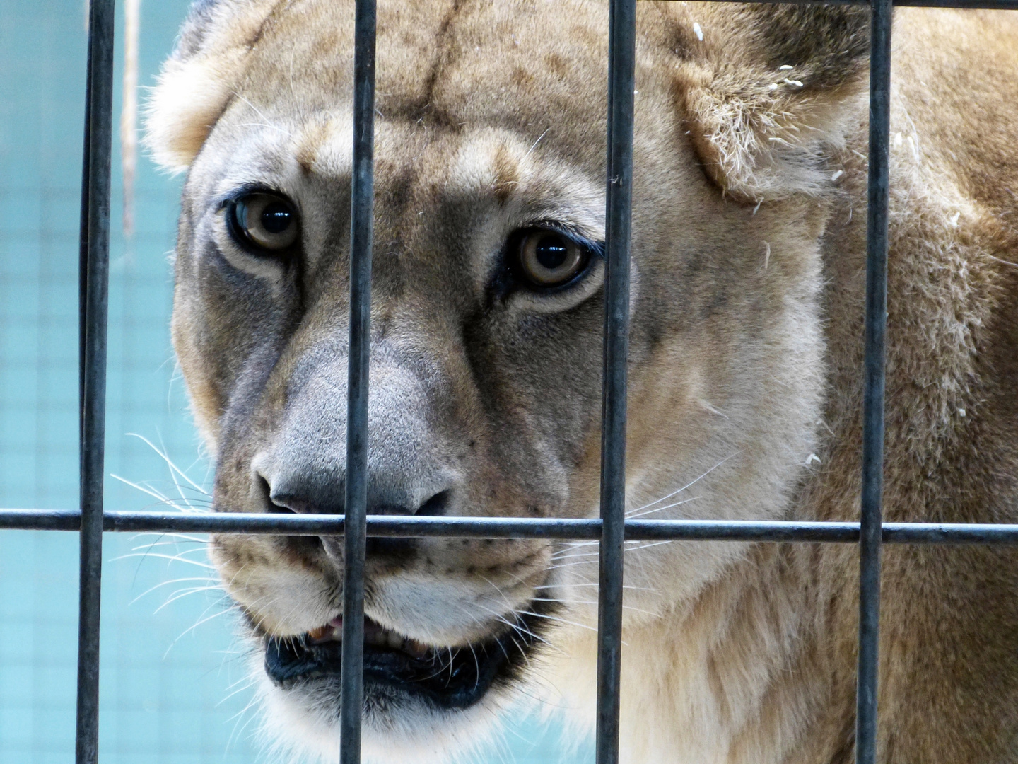 Hinter Gittern Foto Bild Tiere Zoo Wildpark Falknerei