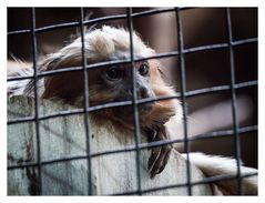 Hinter Gittern