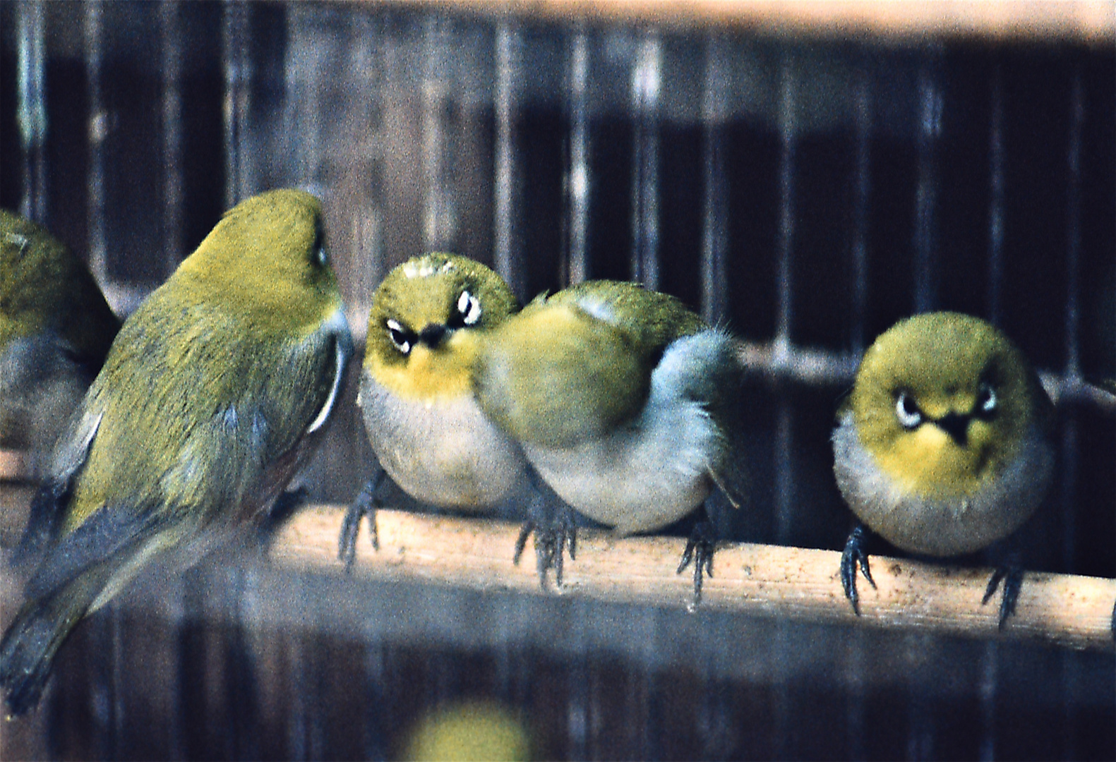 Hinter Gittern