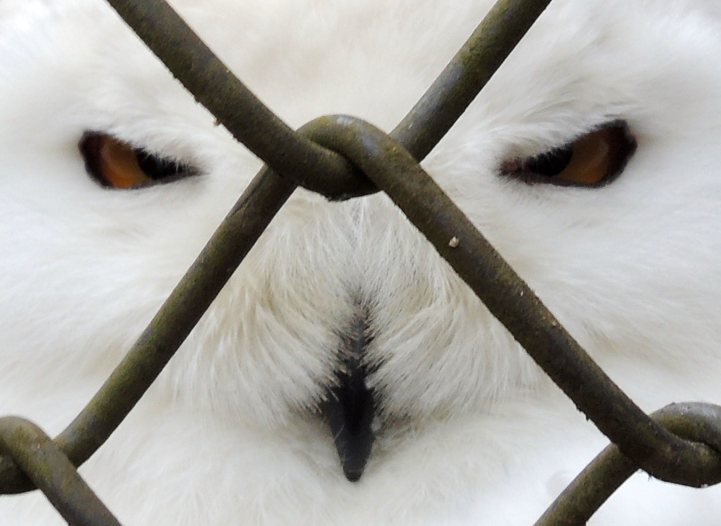 Hinter Gittern