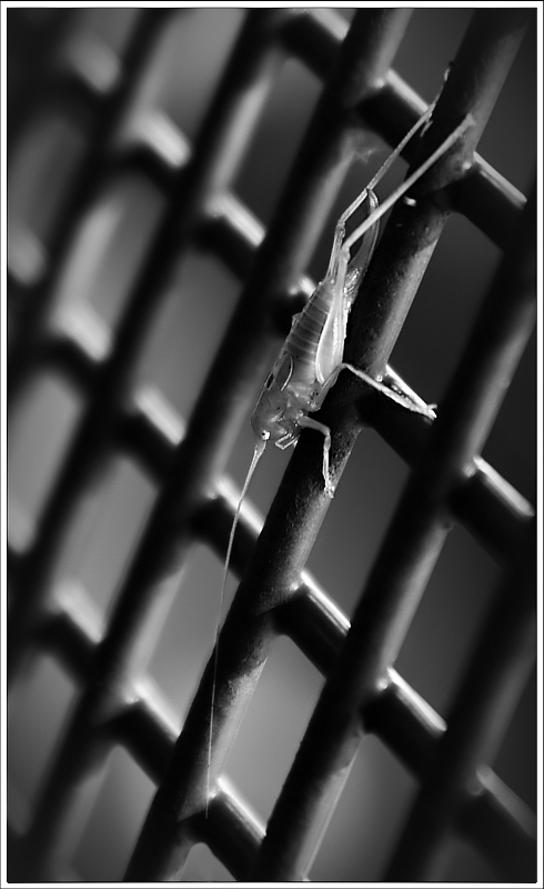 # | Hinter Gittern